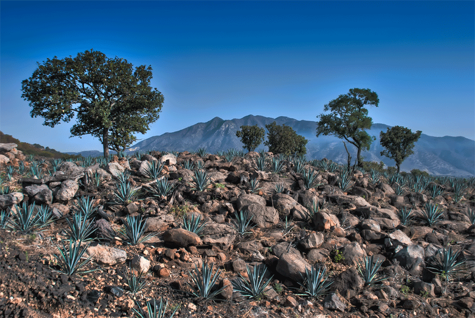 Plantação inicial de agave, fruto que gera a Tequila