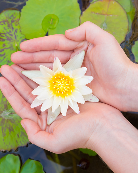 lotus en las manos