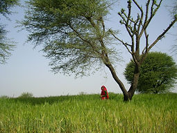 a-hint-of-color-in-the-green-fields.jpeg