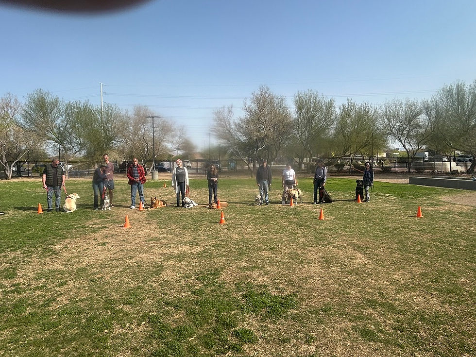 Saturday dog training