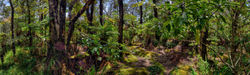Big Island Forest, Hawaii