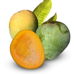 Mango-Himsagar-Aam