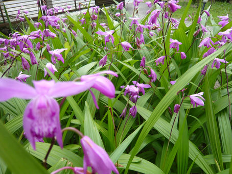 満開の花に囲まれて・・・
