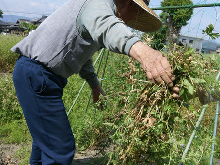 園芸部活動したい…