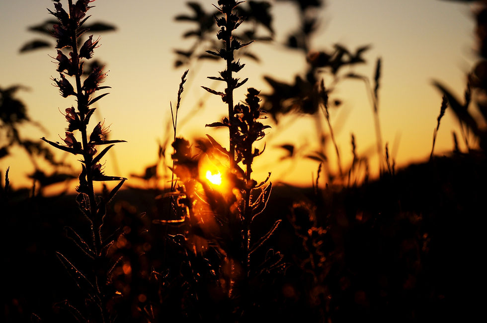 Sonnenaugang im Winter bei der Waldläufer Wildnisschule