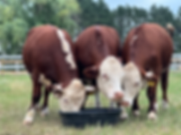 Beef (Pre-Order 2026)