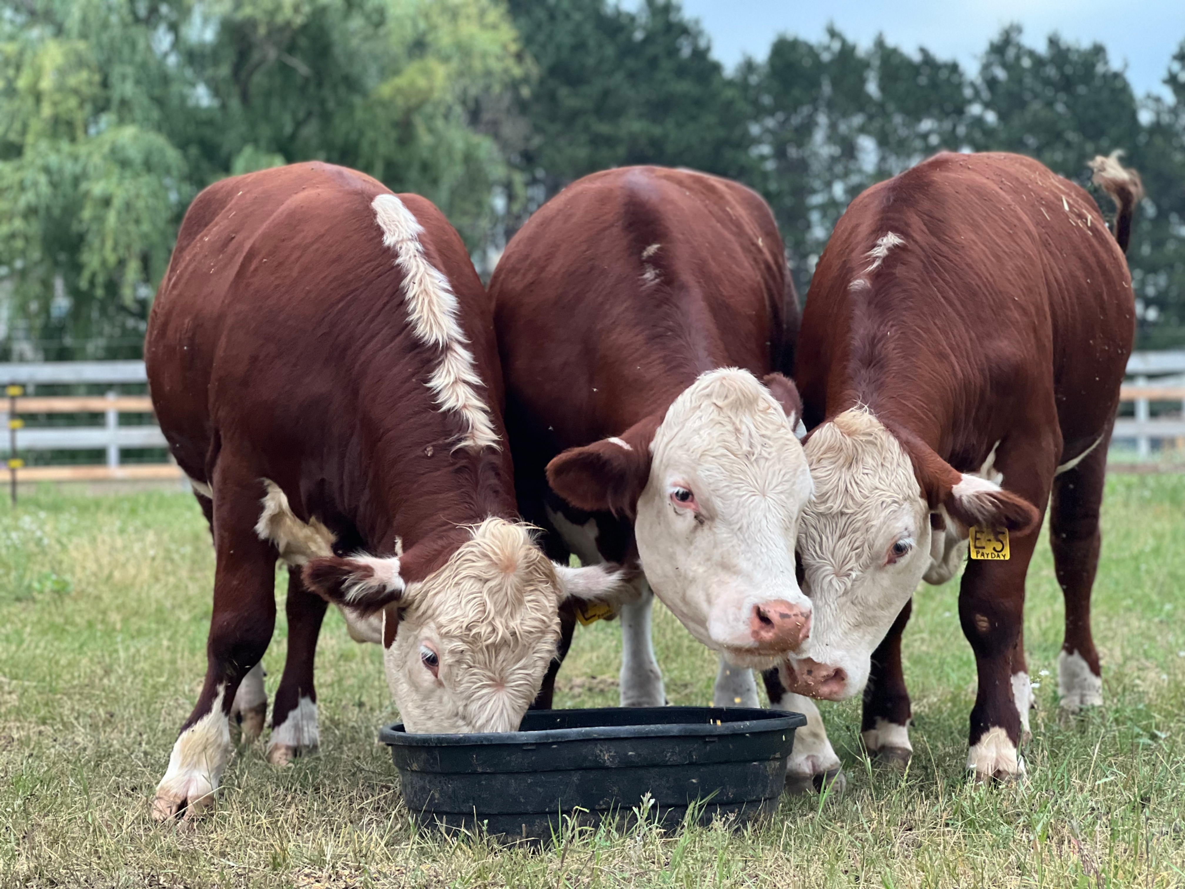 Beef (Pre-Order 2026)