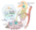 Immune system target, STING agonist