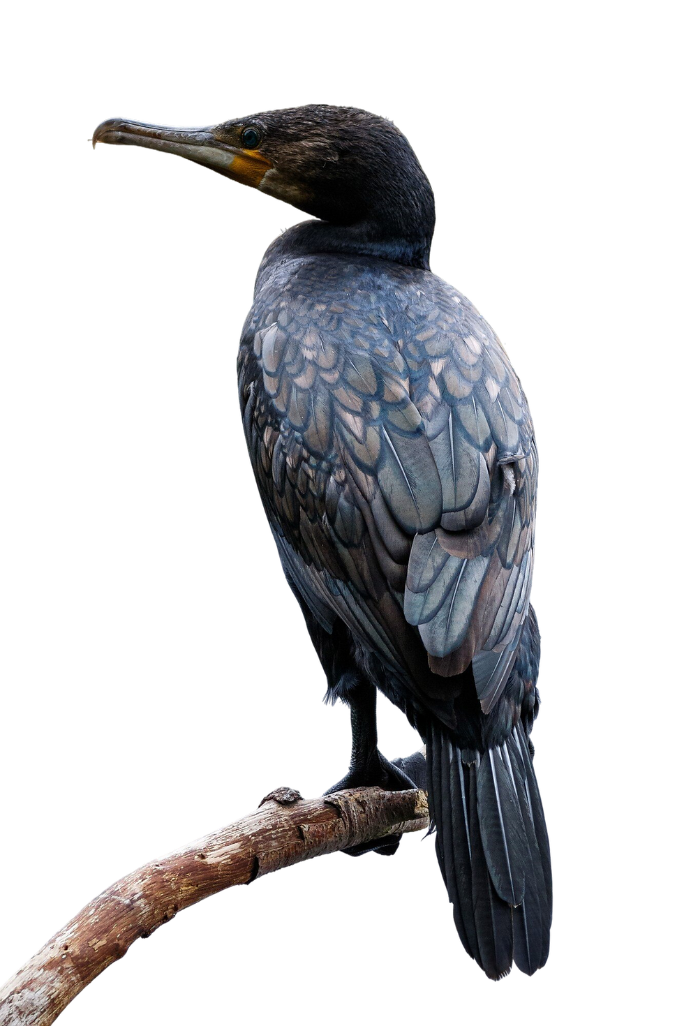cormorant3.png