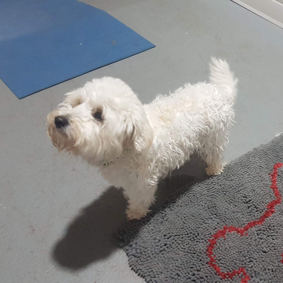 Betty the westie poo on her first hydro visit