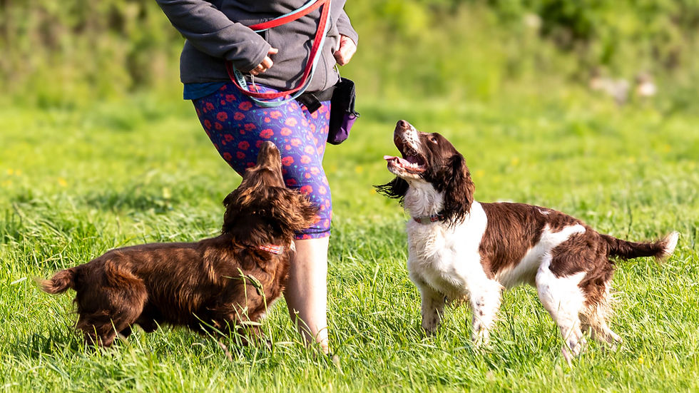 There's a reason I don't use 'Right' as a cue