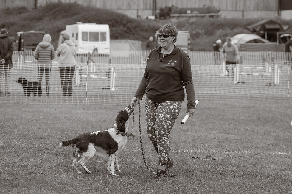 A springer tugging on his lead, held by a smiling handler