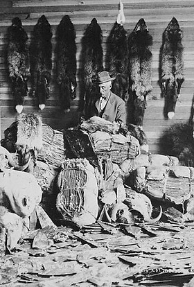 This is a black and white photograph from 1890 of a fur trader processing a roomful of animal furs, including fox, beaver, and mink.