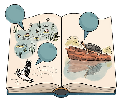 This is an illustration of an open book with watercolor style drawings featuring 1) a pond with water lillies, 2) a downy woodpecker flying in the wind, and 3) a turtle sunning itself on a log.