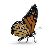 Untitled design (7).png