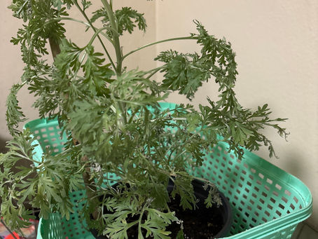 How to use your wormwood plant!!!