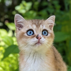 British Shorthair