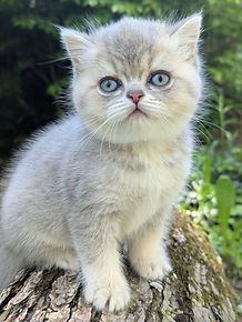 British Shorthair