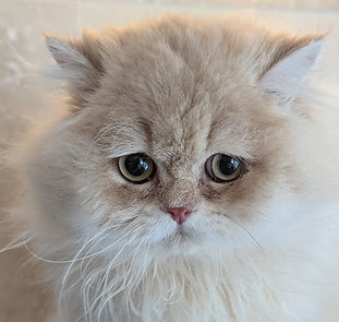British Longhair