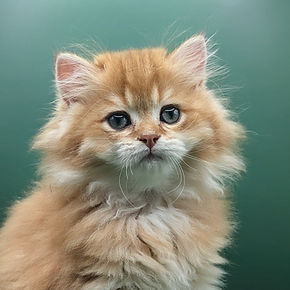 British Longhair