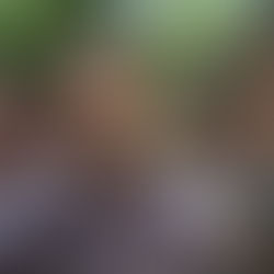 Arkansas Fourth of July