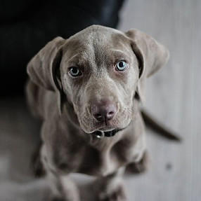 weimaraner-puppy-dog-snout-97082-640w.jpeg