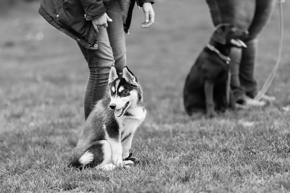 image-woman-with-a-husky-puppy-at-the-puppy-school.jpeg