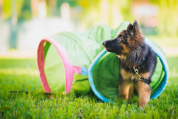 image-german-shepherd-puppy-training-in-a-tunnel.jpeg