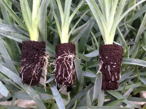 Thumbnail: Jiffy Preforma Box Plugs