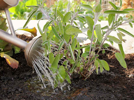 Water Your Herbs