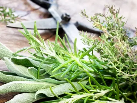 Harvest Your Herbs