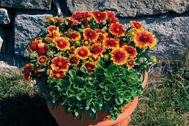 Small Space, Big Garden: How to Use Container Gardening for a Thriving Winter Garden