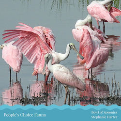 Spoonbills