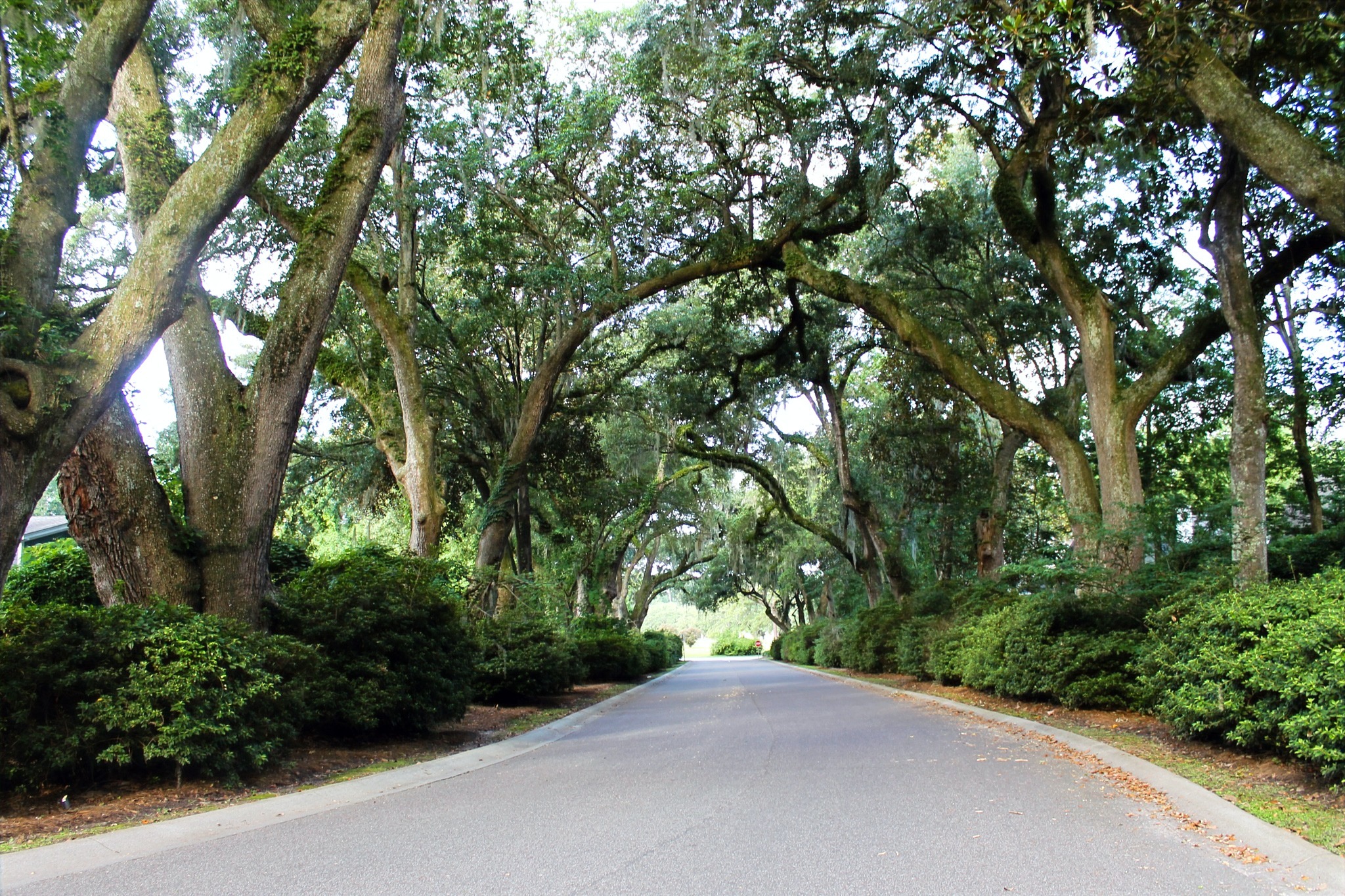 Schieveling Plantation IMCcharleston