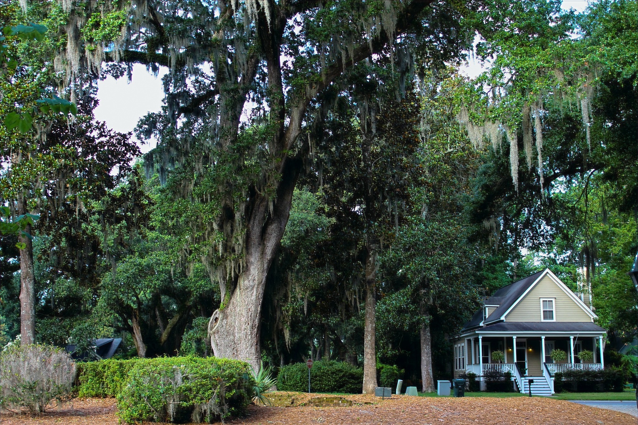 Schieveling Plantation IMCcharleston