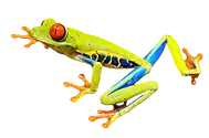 red-eye-frog-2815683_1280.webp