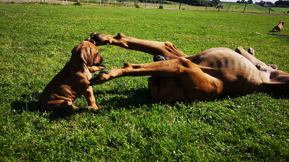 Valper fra Kennel Masithela