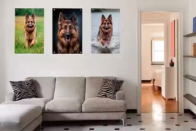 A high-gloss acrylic wall art print of a German Shepherd portrait, highlighting premium pet photography finishes available on the Wirral.