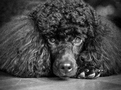 Close up black and white head shot of a Poodle inn Caldy Wirral. photography by Wirral Pet photographers