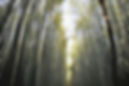 Bamboo_DSC06007.jpg