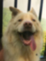 動物傳心 1 (Level 1)