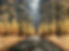 Maple Moon Road.JPG