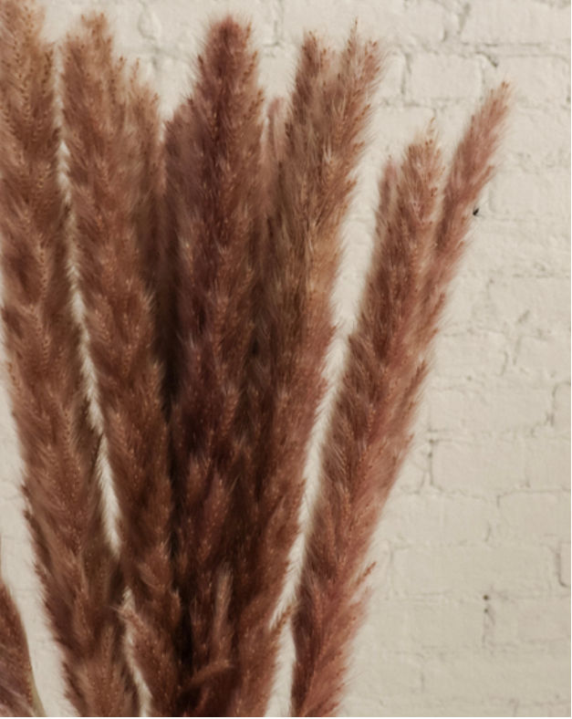 Thumbnail: Pampas House // Natural Mini Pampas 