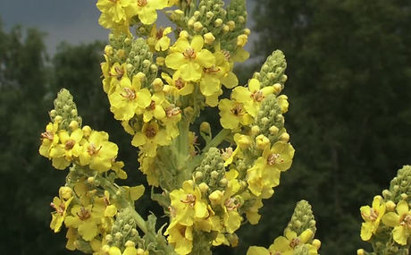 art-misc-mullein-flowers_orig.jpg