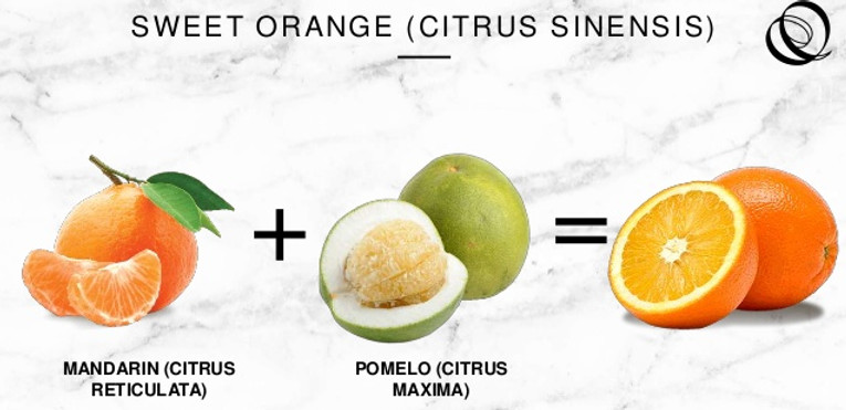 citrus-between-history-and-innovation-12