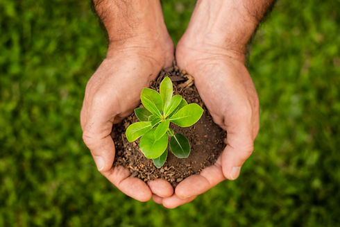 close-up-soil-sprout.jpg