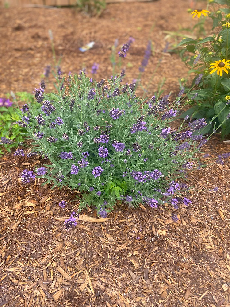 Thumbnail: Mulch - Natural Premium CEDAR