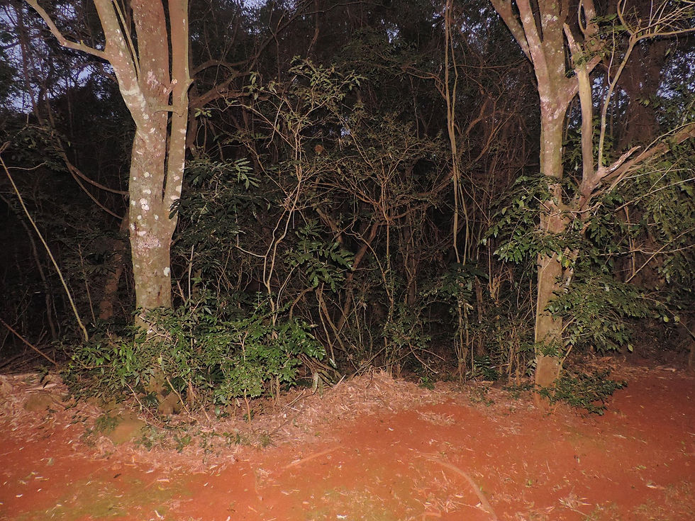 Fonte Missioneira