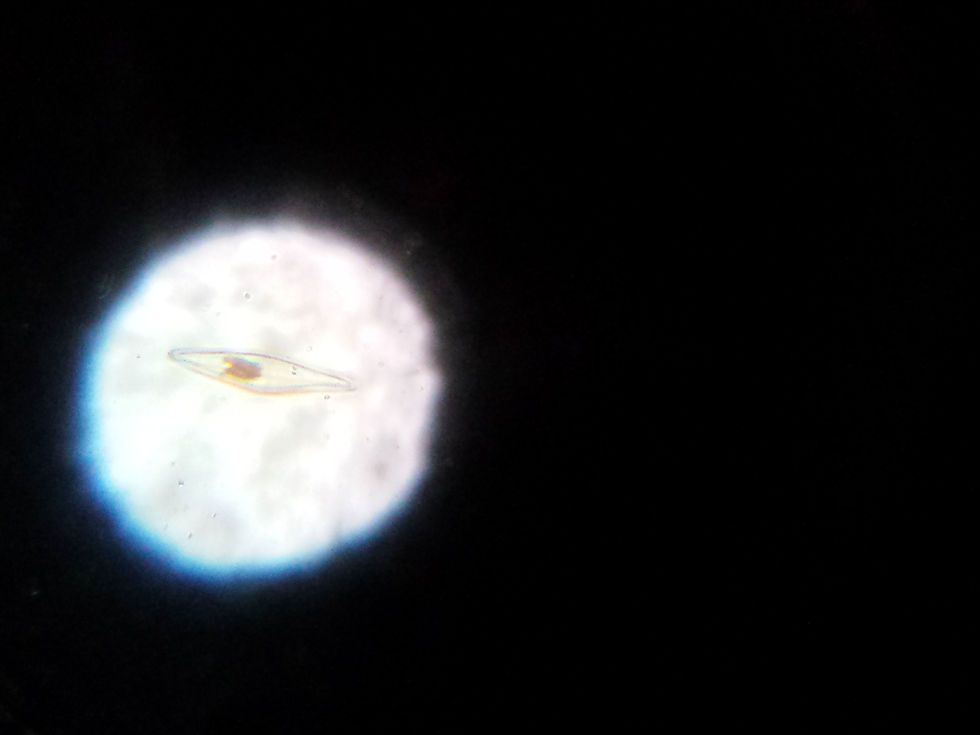 microscopio1