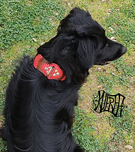collar calidad perro grande